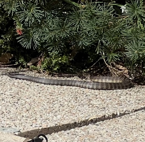 Tiger Snake sighting
