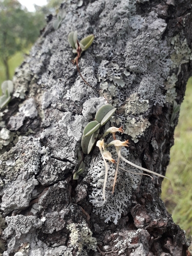 Cyrtorchis crassifolia