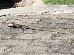 Pholidoscelis erythrocephalus