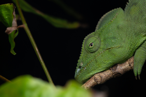 Oustalet's Giant Chameleon