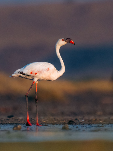 Flamant nain