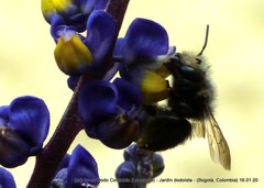Megachile amparo