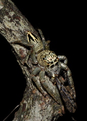 Colopsus