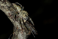 Colopsus