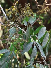 Lepisanthes tetraphylla