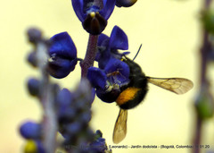 Megachile amparo