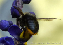 Megachile amparo