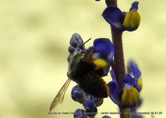 Megachile amparo