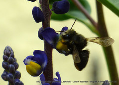 Megachile amparo