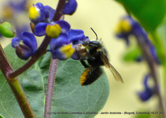 Megachile amparo