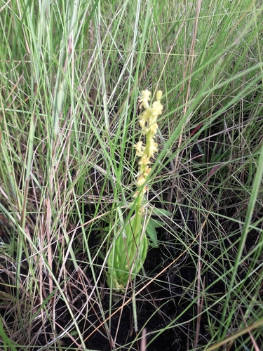 Pantropical Widelip Orchid
