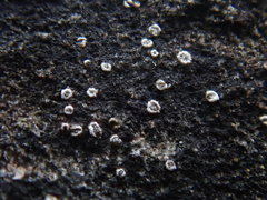 Myriolecis crenulata