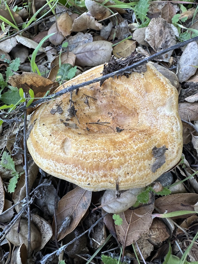Lactarius alnicola · December 2025 · photo: © irinamitine (iNaturalist, cc-by)