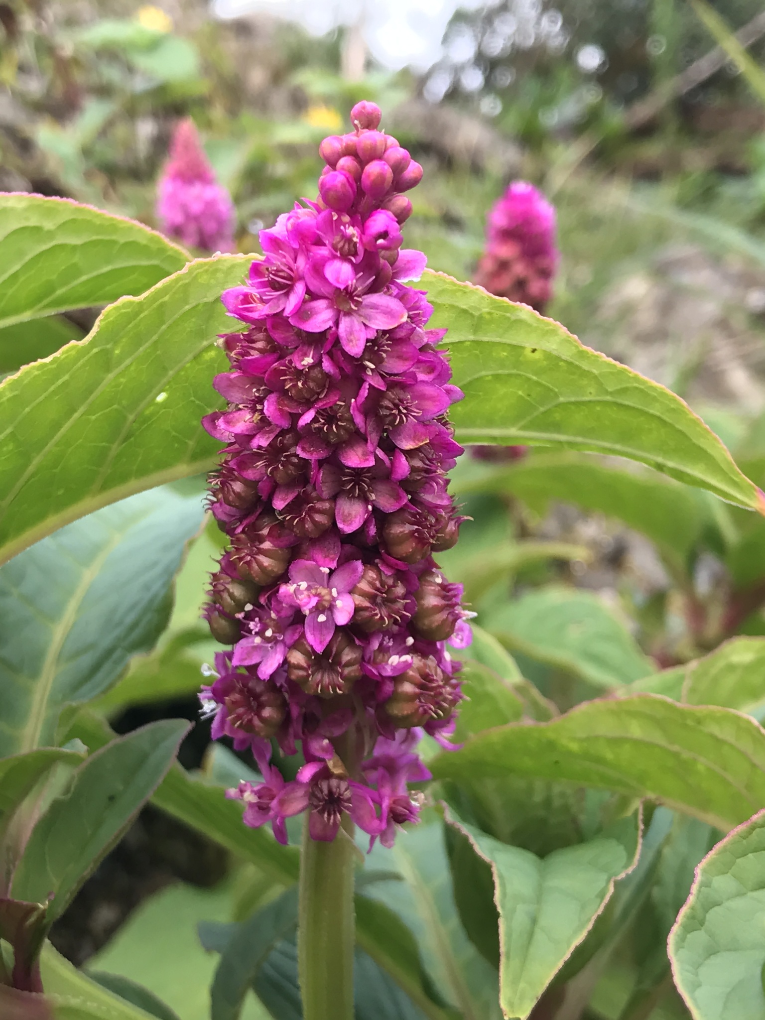 Phytolacca image