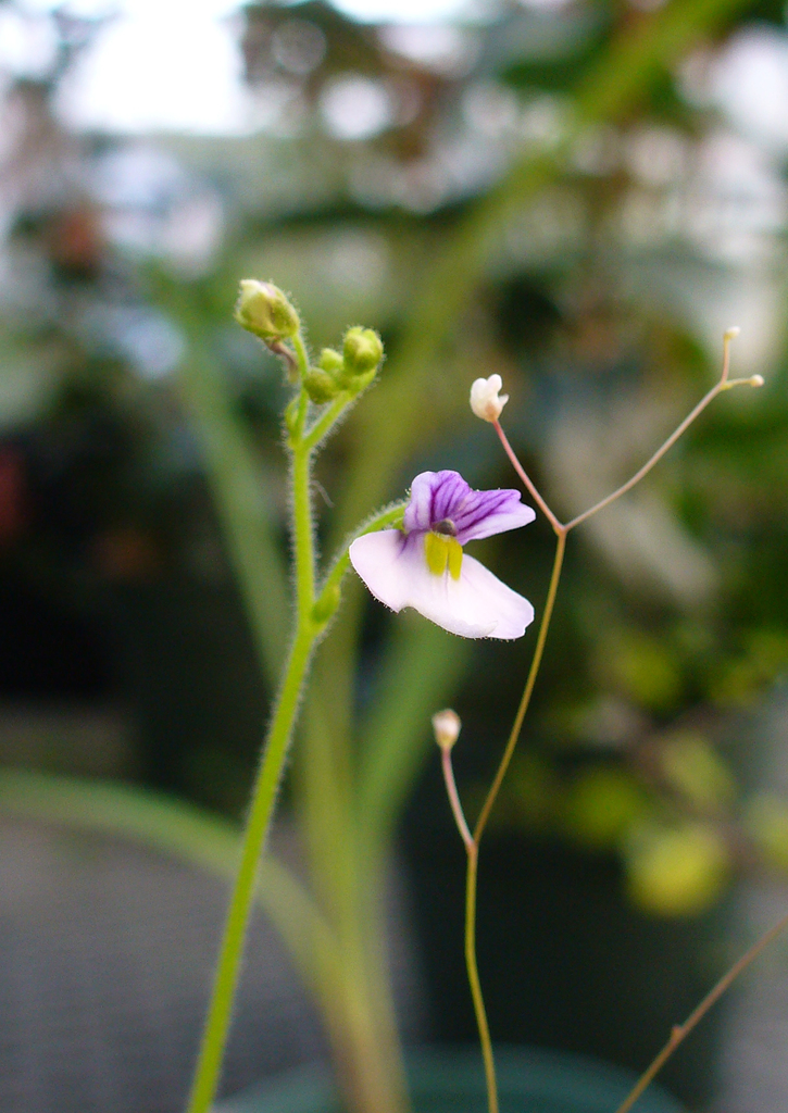 Genlisea lobata Fromm