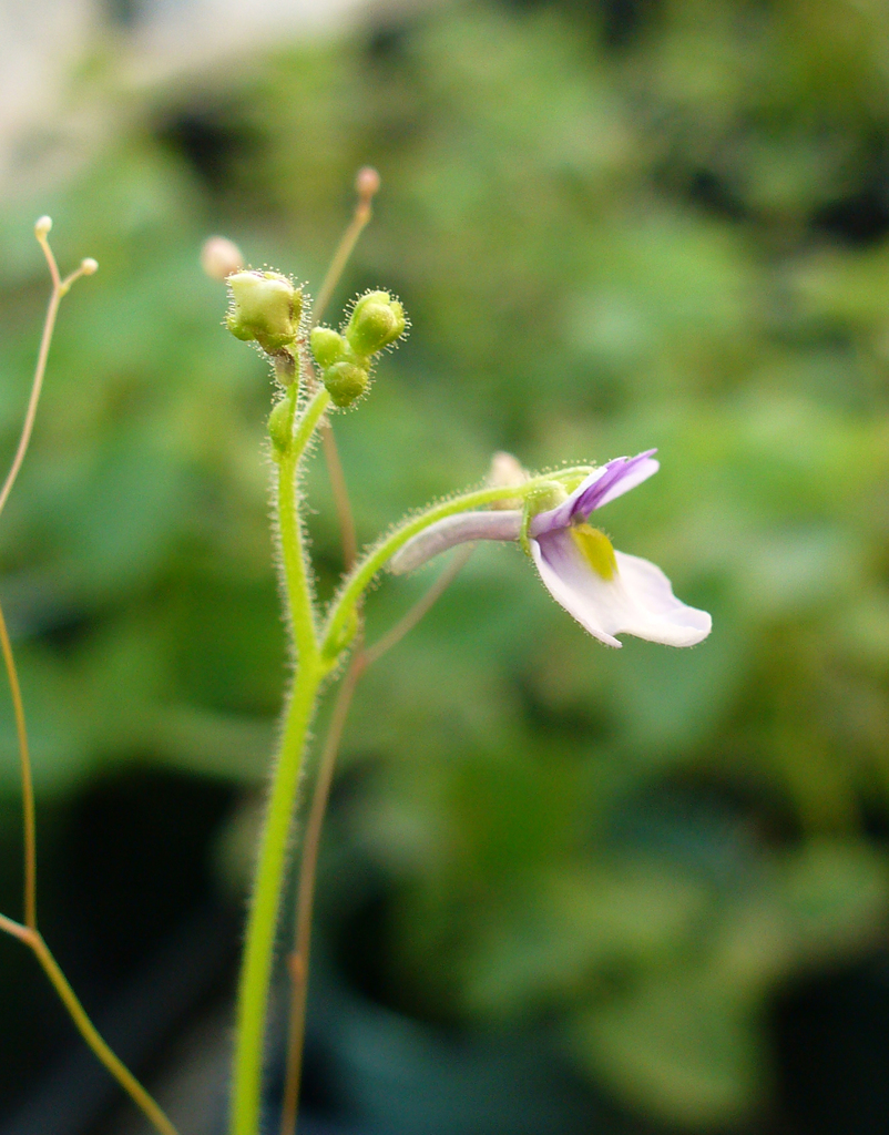 Genlisea lobata Fromm 2
