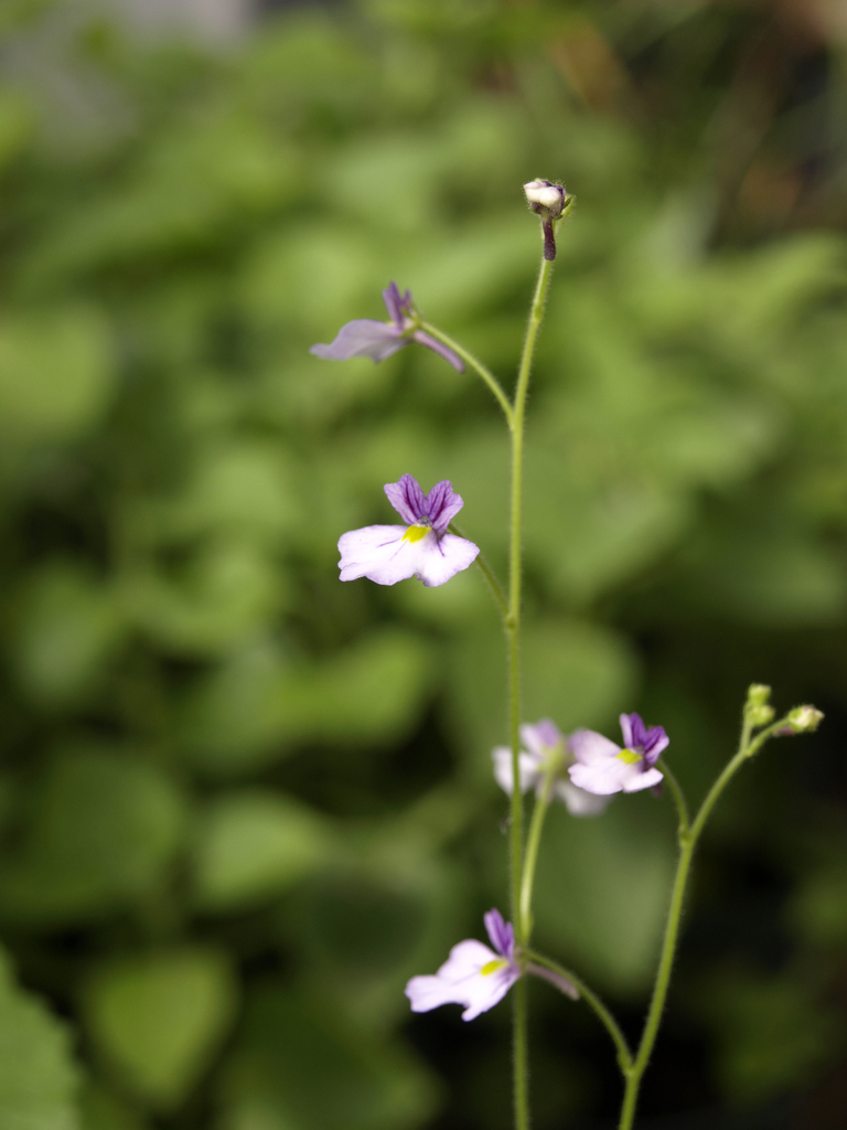 Genlisea lobata Fromm 3