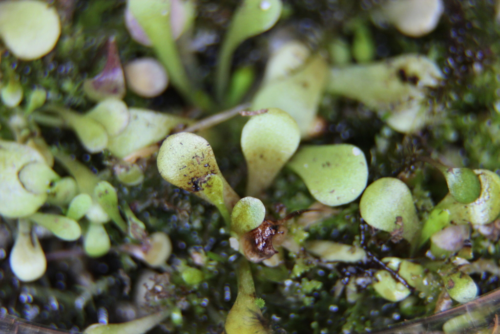 Genlisea lobata Fromm 4