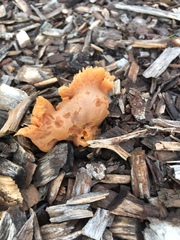 Fungi