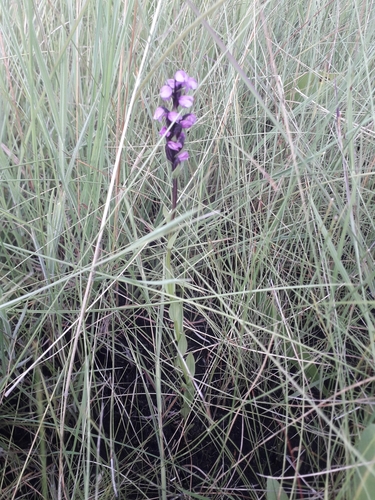 Brachycorythis buchananii