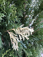 Pestalotiopsis funerea