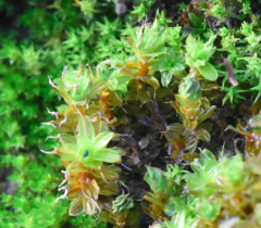 Syntrichia virescens