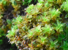 Syntrichia virescens