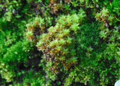 Syntrichia virescens
