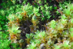 Syntrichia virescens