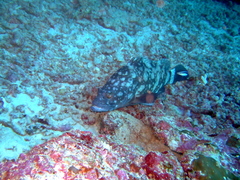 Epinephelus coeruleopunctatus