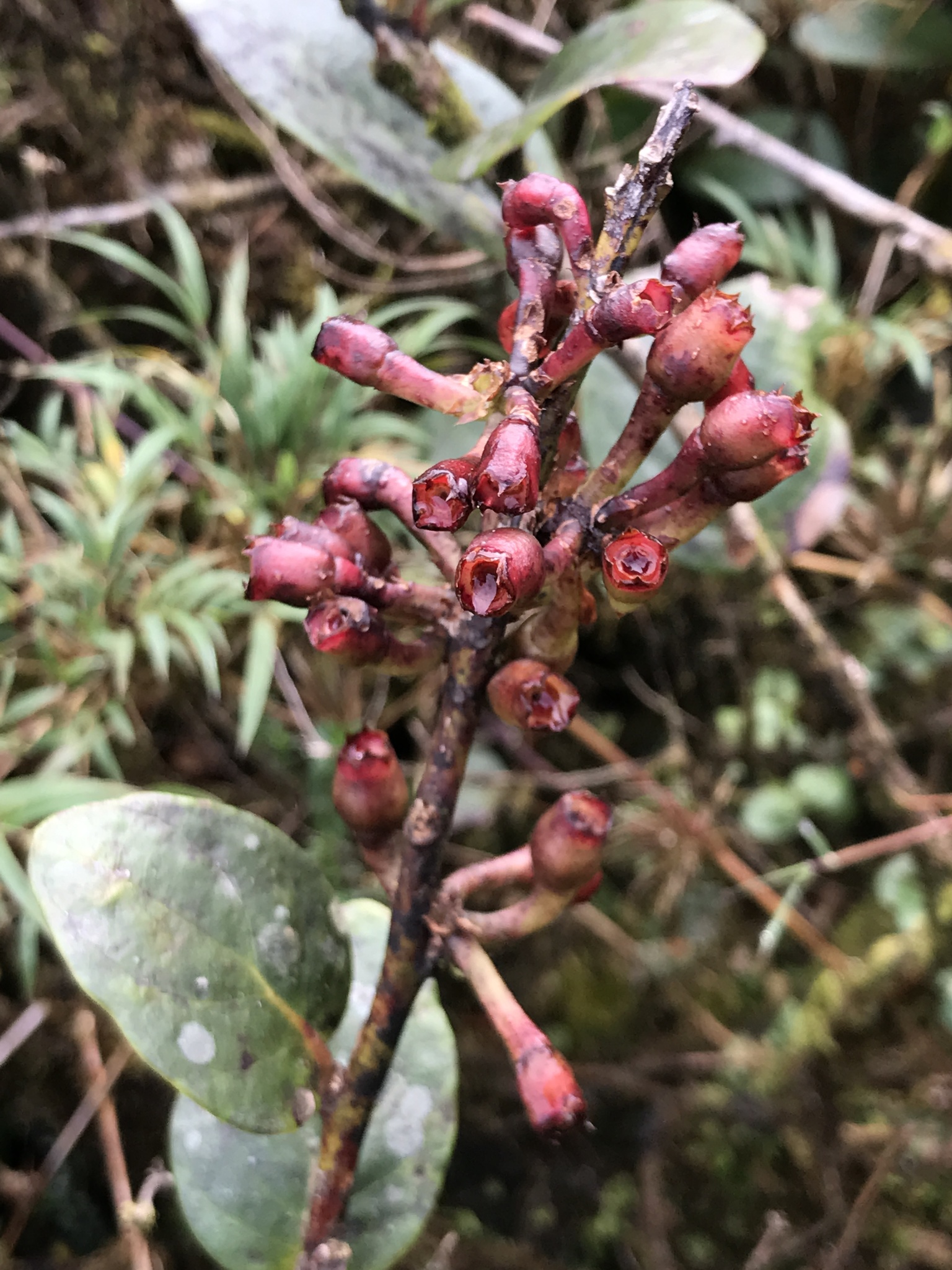 Macleania image