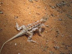 Chalarodon madagascariensis