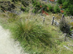 Chionochloa rigida rigida
