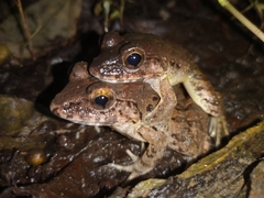 Limnonectes grunniens