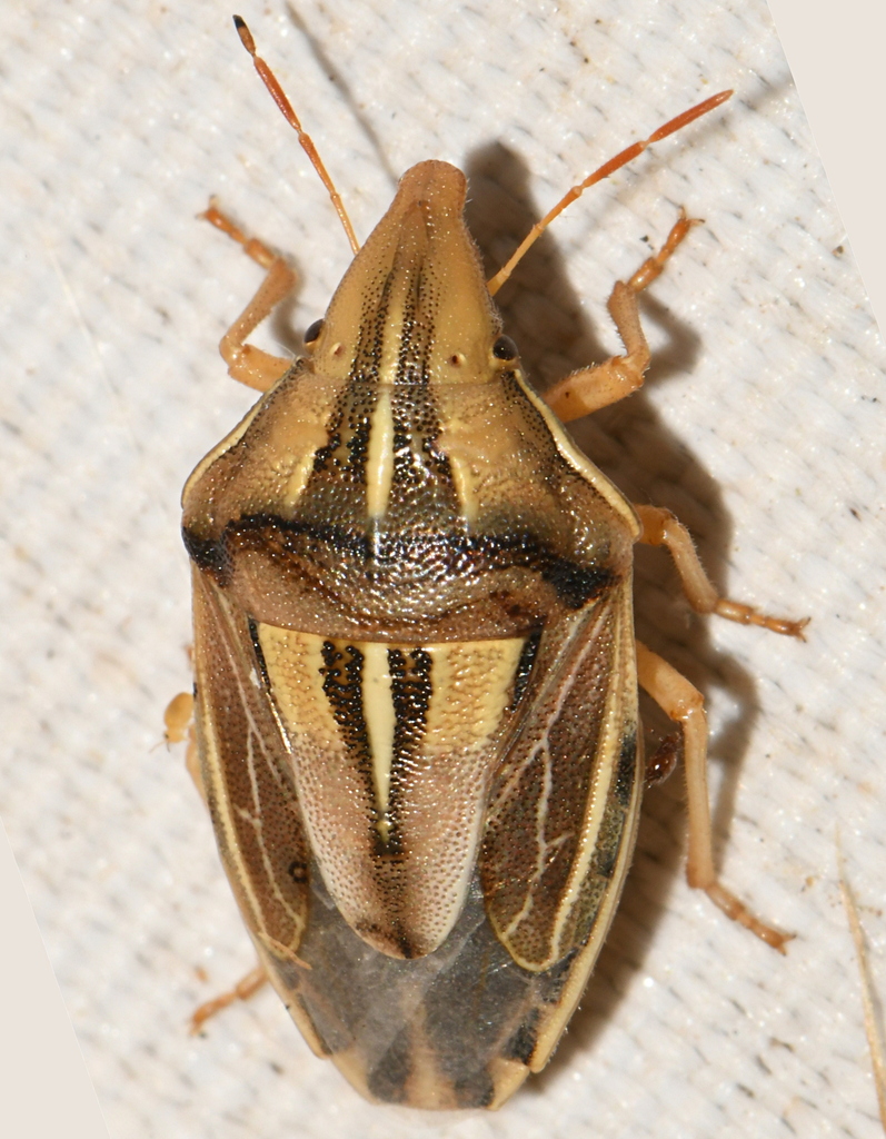 Rostella Insect Aelia rostrata from 07700 Bourg-Saint-Andéol, France on June 15, 2025 ...