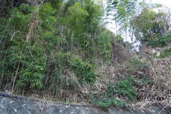 Chimonobambusa marmorea