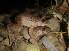 Limnonectes grunniens