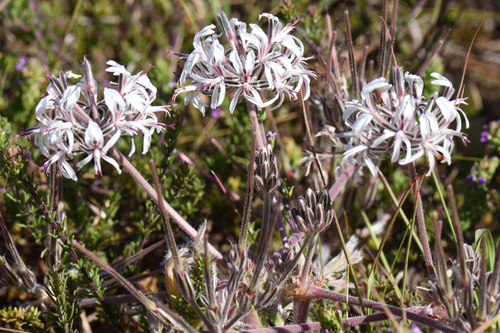 Pelargonium auritum, photograph 6