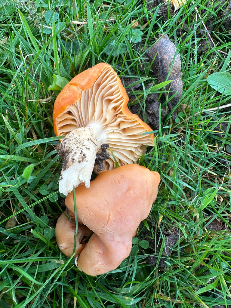 Cuphophyllus pratensis · December 2025 · photo: © lostculture (iNaturalist, cc-by)