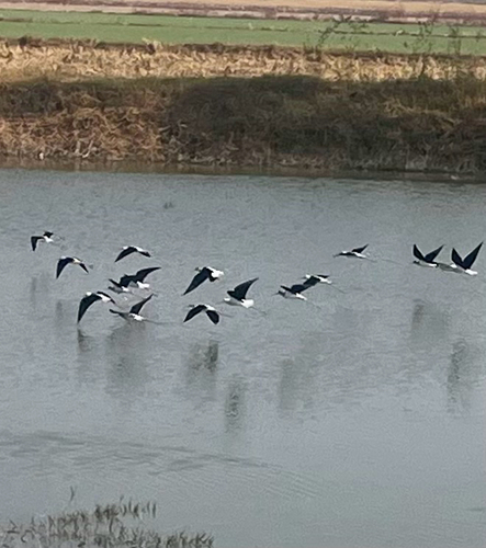 Black-winged Stilt