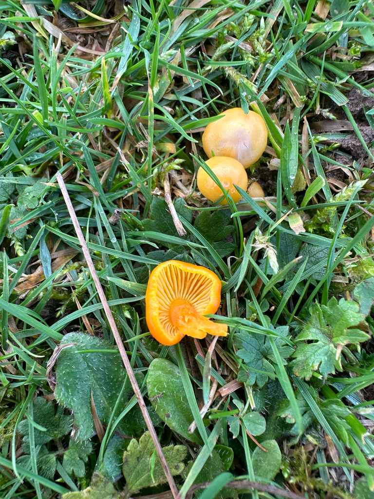 Hygrocybe chlorophana · December 2025 · photo: © lostculture (iNaturalist, cc-by)