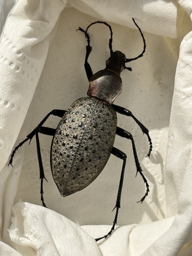 Carabus formosus