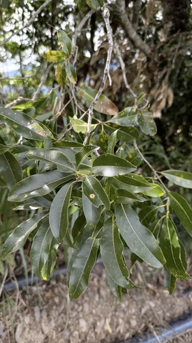 Lithocarpus hancei observed 2025-12-07