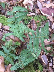 Dryopteris affinis borreri