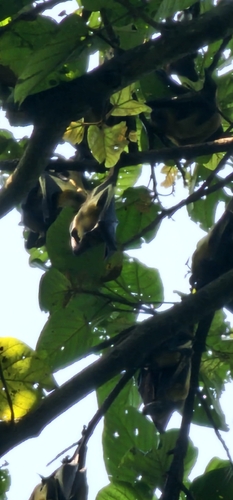 Straw-coloured Fruit Bat