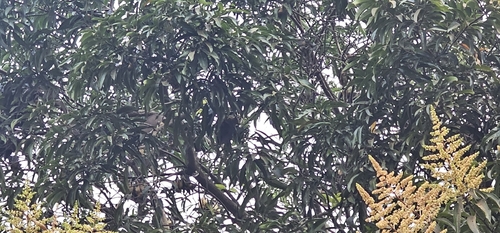 Straw-coloured Fruit Bat