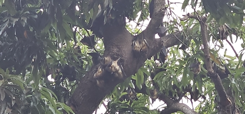 Straw-coloured Fruit Bat