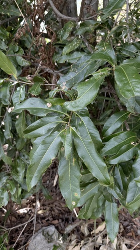 Lithocarpus hancei observed 2025-12-07