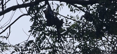 Straw-coloured Fruit Bat