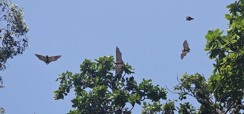 Straw-coloured Fruit Bat